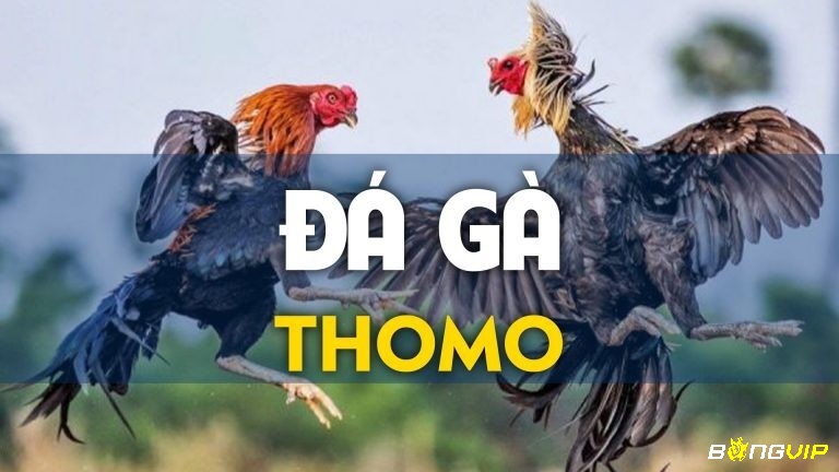 Đá gà thomo là gì mà có sức hấp dẫn mạnh mẽ như vậy? 