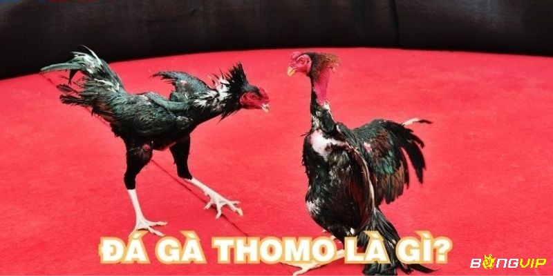 Đá gà thomo là gì được nhiều người quan tâm và tìm kiếm 